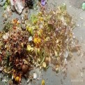 Neem Enviro Organic Waste Composter (Owc)