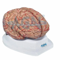 Plastic Human Brain Model