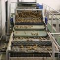 Potato Sorting Machine, Capacity: 5 Ton