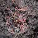 Red Live Earthworms