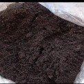 Red Live Earthworms
