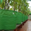 Round Green HDPE Grow Bag 12"" X 15"", For Agriculture