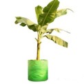 Round Green Tree plant Garden Grow Bags 24x30, For Growing Plants