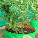 Round HDPE Grow Bag 09"" X 12""(200 GSM), For Terrace Gardening