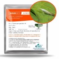 Tomato Leafminer Lure, For Agriculture, Packaging Type: Box